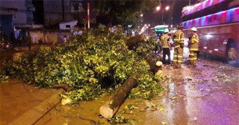 Hà Nội: Gió lốc quật đổ cây xà cừ, giao thông tê liệt 2h đồng hồ