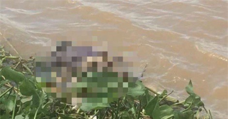 Bàng hoàng phát hiện thi thể đang phân hủy trên sông 