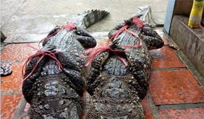 Cà Mau bác thông tin bắt được 2 con cá sấu trên kênh 