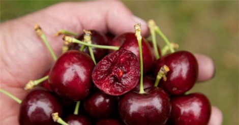 Việt Nam cho phép quả cherry Úc thâm nhập thị trường