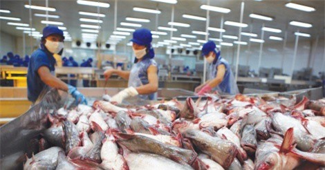 Cá tra Việt Nam xuất khẩu sang Mỹ phải đạt chuẩn từ 1/9