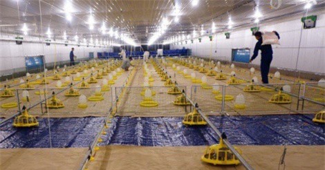 Đại gia thép Hòa Phát lấn sân sang lĩnh vực chăn nuôi gà