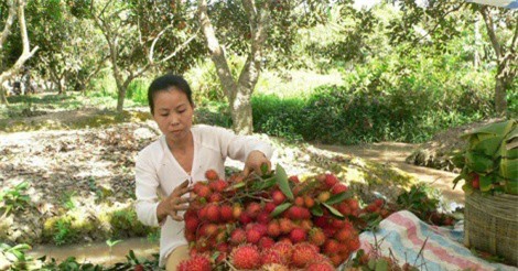 Giá chôm chôm thấp kỷ lục