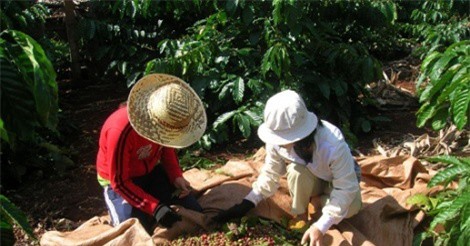 Xuất khẩu nông lâm thủy sản thu về cho Việt Nam 23,66 tỷ USD