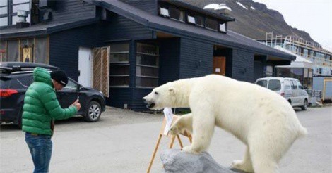 Du khách bị phạt tiền vì... làm gấu Bắc Cực sợ