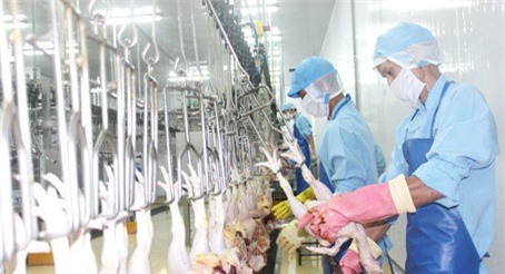 Gà Việt chuẩn bị chinh phục thị trường Nhật Bản