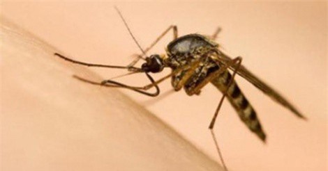 Thả muỗi chứa tác nhân sinh học Wolbachia để phòng chống sốt xuất huyết