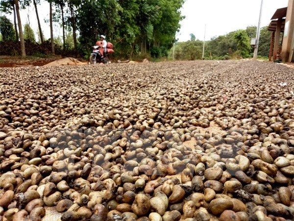 Giá nhiều loại nông sản có xu hướng tăng