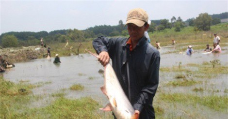 Người dân ồ ạt đi bắt cá "khủng" dưới chân đập thủy điện Trị An