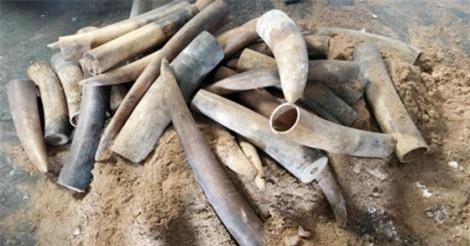 Phát hiện hàng trăm kg ngà voi "ẩn nấp" trong thùng phuy nhựa đường