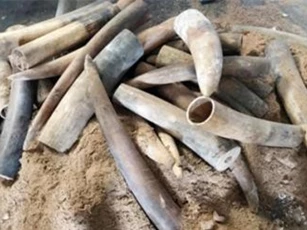Phát hiện hàng trăm kg ngà voi "ẩn nấp" trong thùng phuy nhựa đường