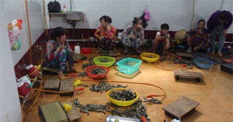 Thêm 1 cơ sở bơm tạp chất vào tôm bị phát hiện