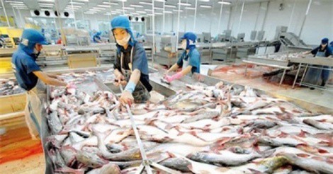 Lần đầu tiên hội chợ cá tra sẽ được tổ chức tại Hà Nội