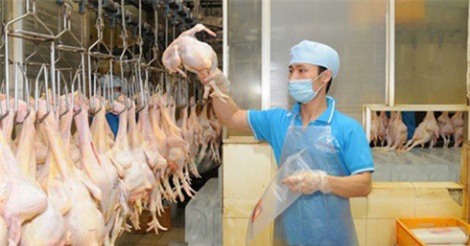 Thịt gà Việt Nam lần đầu tiên xuất khẩu sang Nhật Bản