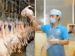 Thịt gà Việt Nam lần đầu tiên xuất khẩu sang Nhật Bản