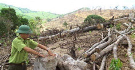 Thủ tướng Nguyễn Xuân Phúc yêu cầu làm rõ vụ phá rừng quy mô lớn ở Bình Định