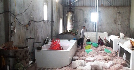 Gần 12 tấn chân gà không rõ nguồn gốc ở Móng cái bị tiêu hủy