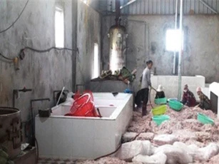 Gần 12 tấn chân gà không rõ nguồn gốc ở Móng cái bị tiêu hủy