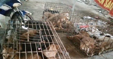 Triệt phá nhóm "cẩu tặc" chuyên nghiệp tại Hà Tĩnh