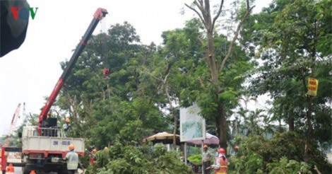 Bắt đầu chặt hạ, đánh chuyển 130 cây xanh trên đường Kim Mã