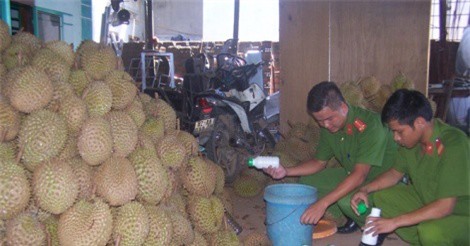 Bắt quả tang 1,2 tấn sầu riêng được "tắm hóa chất" tuồn ra Hà Nội
