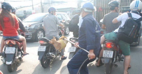 Đội săn bắt chó thả rông ở TP.HCM khiến người dân bức xúc