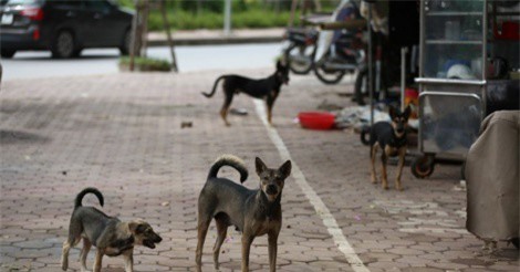 Thả chó, dắt chó không rọ mõm ra nơi công cộng sẽ bị phạt nặng