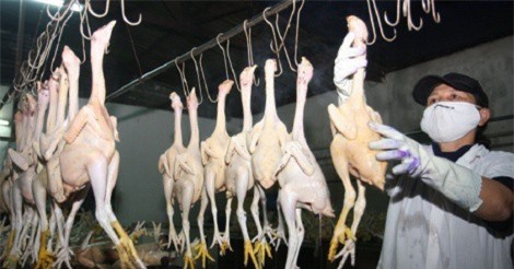 Xuất thịt gà sang Nhật, bước chuyển mình lớn của sản phẩn chăn nuôi Việt