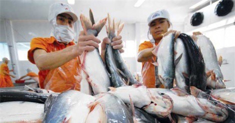 Mỹ bất ngờ tăng mạnh thuế chống bán phá giá cá tra Việt Nam