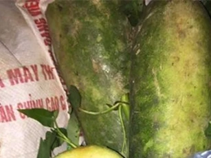 Tóm gọn xe thực phẩm bẩn được đưa vào trường tiểu học ở Vĩnh Phúc