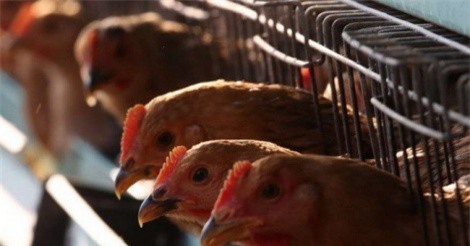 Việt Nam cho nhập khẩu trở lại gia cầm, bột bã ngô từ Mỹ