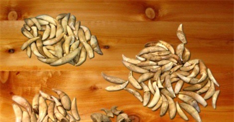 Nanh báo, vuốt sư tử "ẩn nấp" trong hành lý khách từ Dubai về Việt Nam