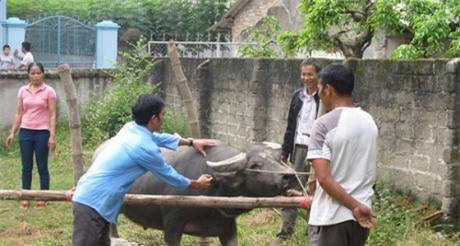 Thanh Hóa: Cán bộ thú y dùng kim tiêm trâu bò đâm trưởng thôn