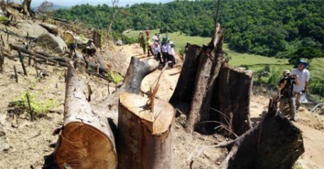 Hơn 43ha rừng bị phá trắng, Bình Định khởi tố vụ án