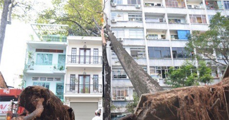 Cây cổ thụ bật gốc ngã đè trúng nhà 3 tầng, người dân hoảng hốt tháo chạy