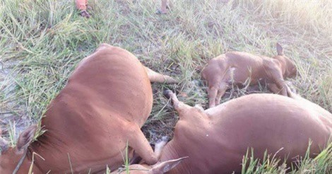 Vướng vào dây điện đứt, 5 con bò bị điện giật chết bên ruộng