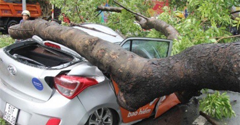 Cây cổ thụ bật gốc đè bẹp ôtô, 1 phụ nữ bị thương nặng