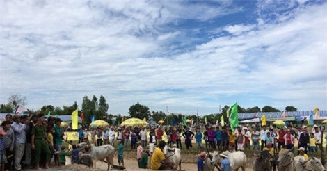 Hội Đua bò Bảy Núi tranh Cúp Truyền hình An Giang năm 2017