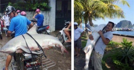 Xác minh cá lạ nghi cá mập trắng xuất hiện ở Hạ Long