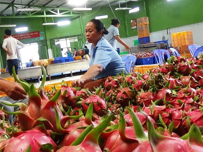 Việt Nam chính thức xuất khẩu lô thanh long đầu tiên sang Úc