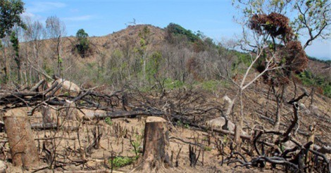 Vụ phá rừng ở Bình Định: Tình tiết mới nhất