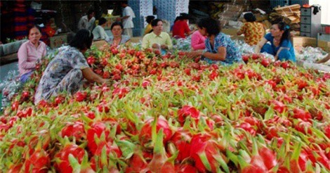 Thanh long Việt Nam chính thức được bày bán tại Úc