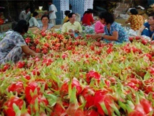 Thanh long Việt Nam chính thức được bày bán tại Úc