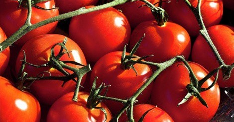 Thổ Nhĩ Kỳ phản đối công thức "cà chua đổi thịt" của Nga