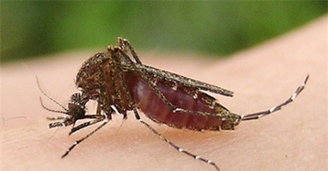 Bé trai 6 tuổi tử vong do nhiễm viêm não Nhật Bản