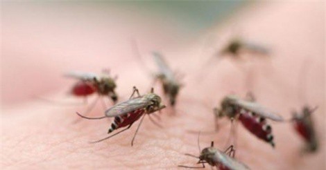 Sốt xuất huyết có nguy cơ bùng phát tại Hải Dương, Thanh Hóa