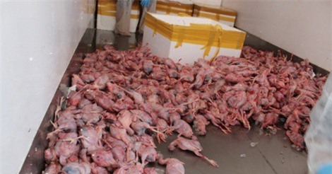 Bắt xe tải chở 3 tấn chim cút lậu, tài xế gợi ý "chung chi" 40 triệu đồng