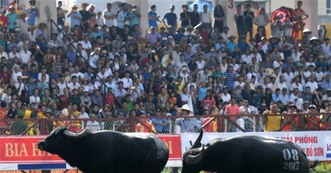 Chung kết Lễ hội chọi trâu Đồ Sơn diễn ra kịch tính của 18 "đấu thủ"