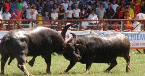 Lễ hội chọi trâu Đồ Sơn 2017: Đã tìm được nhà vô địch