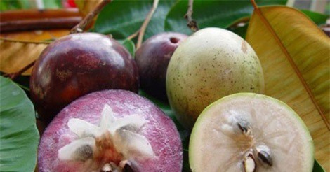 Trái vú sữa Việt Nam chính thức được xuất khẩu sang Mỹ